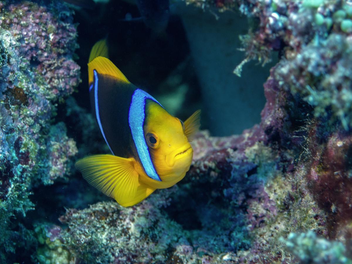 Oneta Resort Naqara المظهر الخارجي الصورة